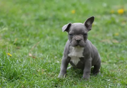 Bulldog francez - Montclair
