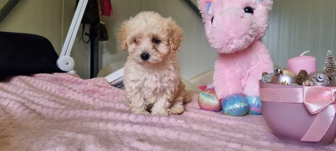 Maltipoo - Barack