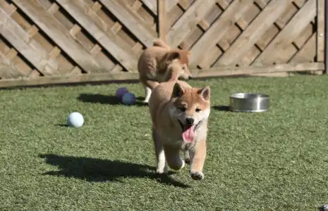 Shiba - Bravados Fumio