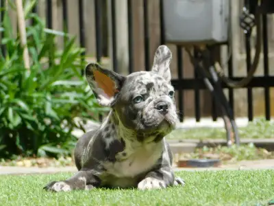 French Bulldog - Loki