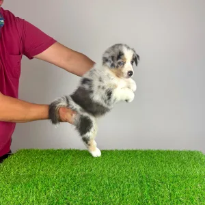 Australian Shepherd - Tabata
