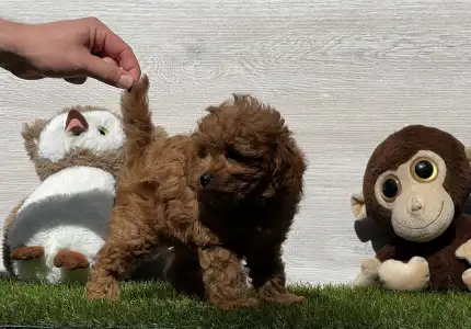 Cavapoo - Iván