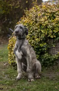 Irish Wolfhound - Berry