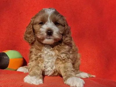 Cavapoo - Chanel