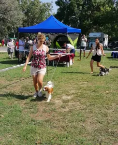 Cavalier King Čarles Španiel - Erdőszéli Ezüstcsillag