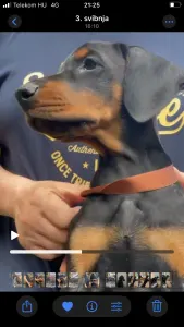 Dobermann - Beast Di Bomanite