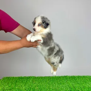 Australian Shepherd - Tita