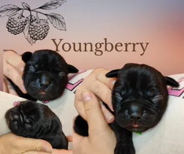 Aмериканский булли - стандарт - Youngberry