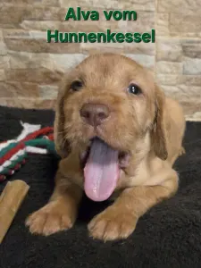 Hungarian Wire-haired Vizsla - Alva Vom Hunnenkessel