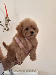 Maltipoo - Maltipoo F
