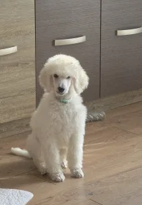 Óriás uszkár - Giant Miracles Extazy Lord Of Elegance Eyron