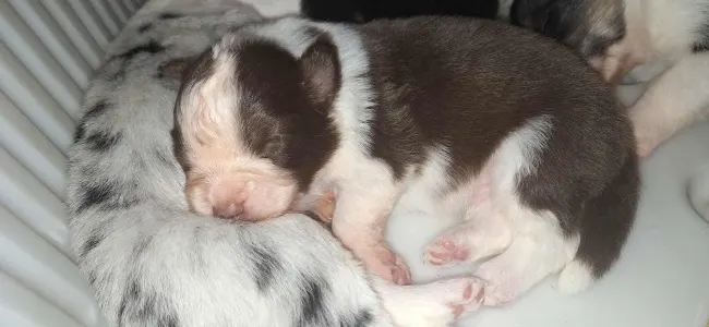 Border Collie - Menorca