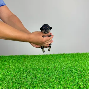 Chihuahua - Luigi