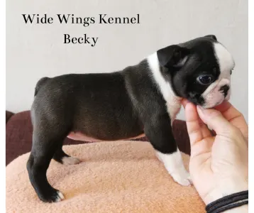 Boston Terrier - Wide Wings Becky