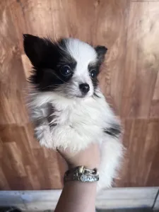 Papillon - Jean Pierre