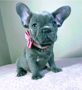 French Bulldog - Tiffany