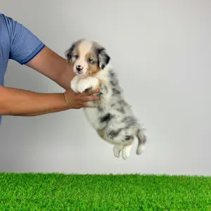 Australian Shepherd - Wolke 