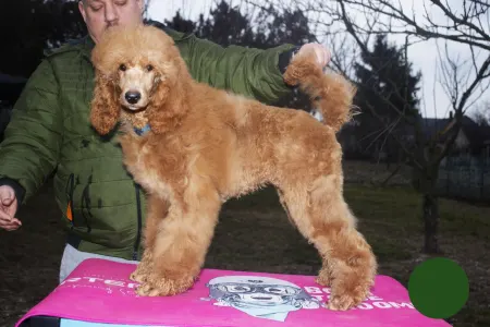 Poodle Standard - Johann Prestige