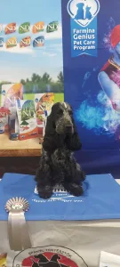 Angol Cocker spániel - Smart Cocker Star-gazing