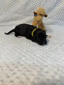 Portugalský vodní pes - Bingo