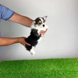 Welsh Corgi Pembroke - Corsa