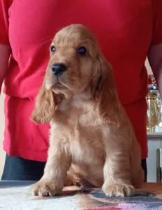 Angol Cocker spániel - Choco 