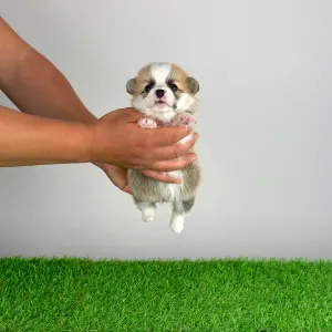 Welsh Corgi Pembroke - Apoll