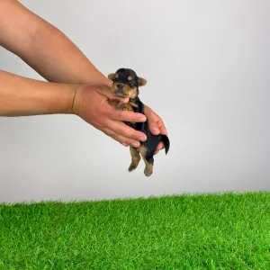 Yorkshire Terrier - Verdi