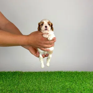 Cavalier King Charles Spaniel - Neele