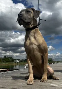 Cane Corso Italiano - Caramell