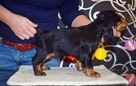 Cocker spaniel inglese - Kephallénia Oceanus Elliot