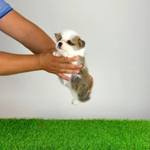 Welsh Corgi Pembroke - Chita