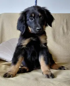 Hovawart - Buda Side Caroll Christmas 