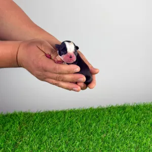 Boston Terrier - Hans