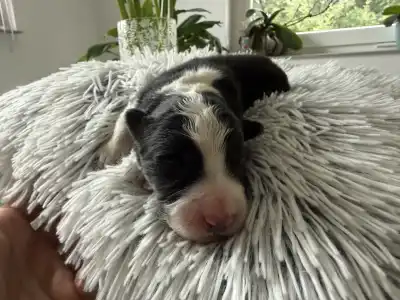 Border Collie - Fields Of Treasure Standing Ovation