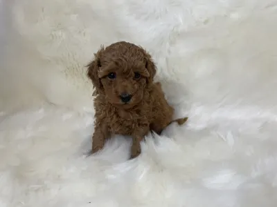 Poodle Miniature - Pandora