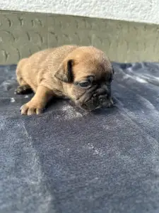 Francuski buldog - Liza