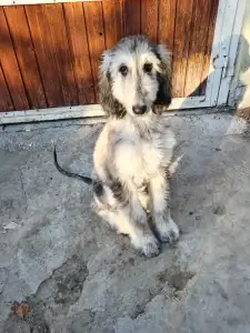 Afghan Hound - Velora