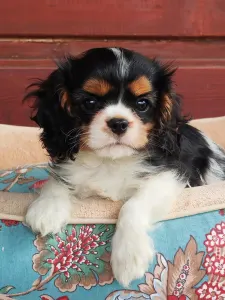 Cavalier King Charles Spaniel - Zoee