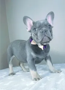 Bulldog francez - Victor