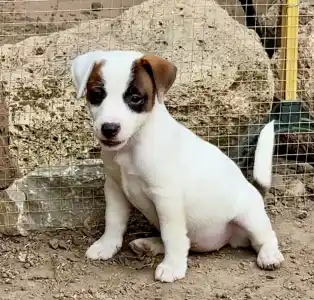 Jack Russell Terrier - Gold Leash Waffle