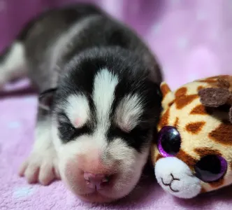 Siberian Husky - Ankaa Of Polar Moonlights