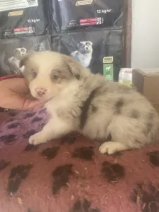 Border Collie - Red Merle Kan