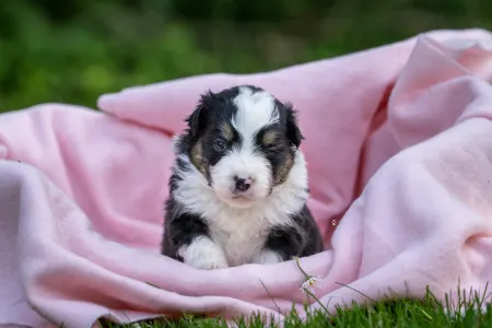 Miniature American Shepherd - Academy Award