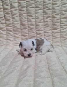 Havanese - Tara