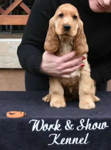 Angol Cocker spániel - Enjoy The Sunshine From Work & Show