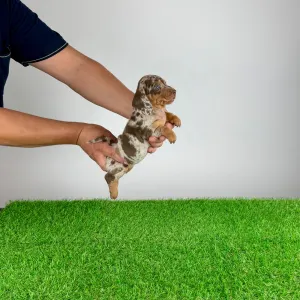 Jamnik - Doggy