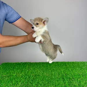 Welsh Corgi Pembroke - Ryky