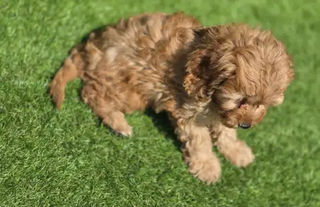 Cavapoo - Tim