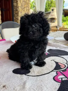 Pudel miniaturowy - Blacky